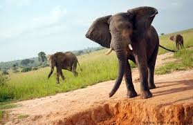 ELEPHANTS