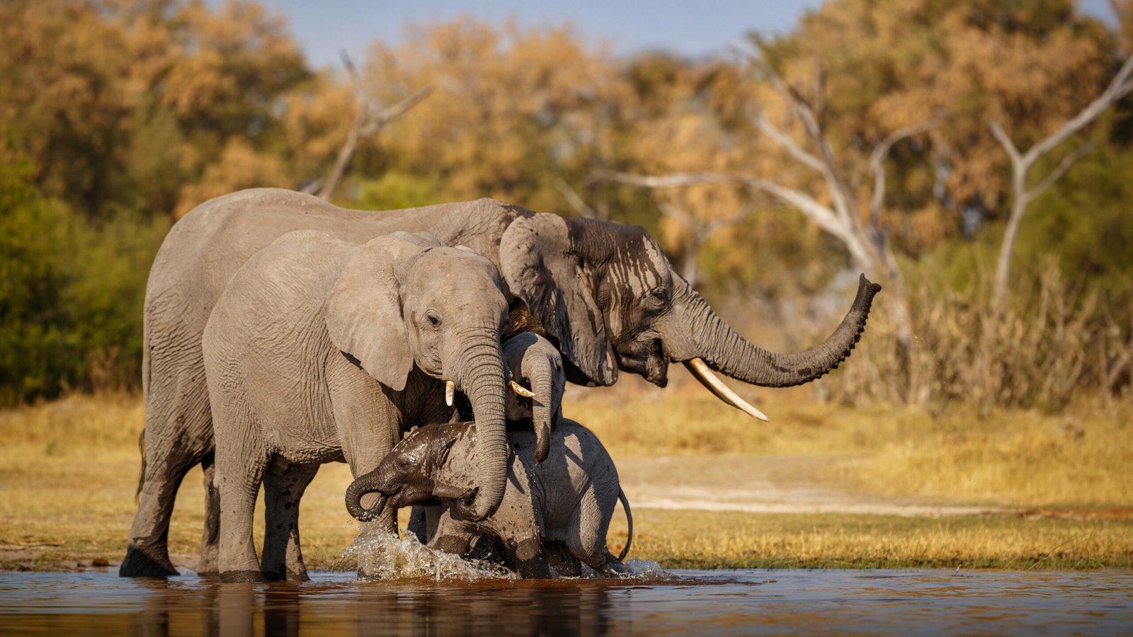 african elephants together nature scaled