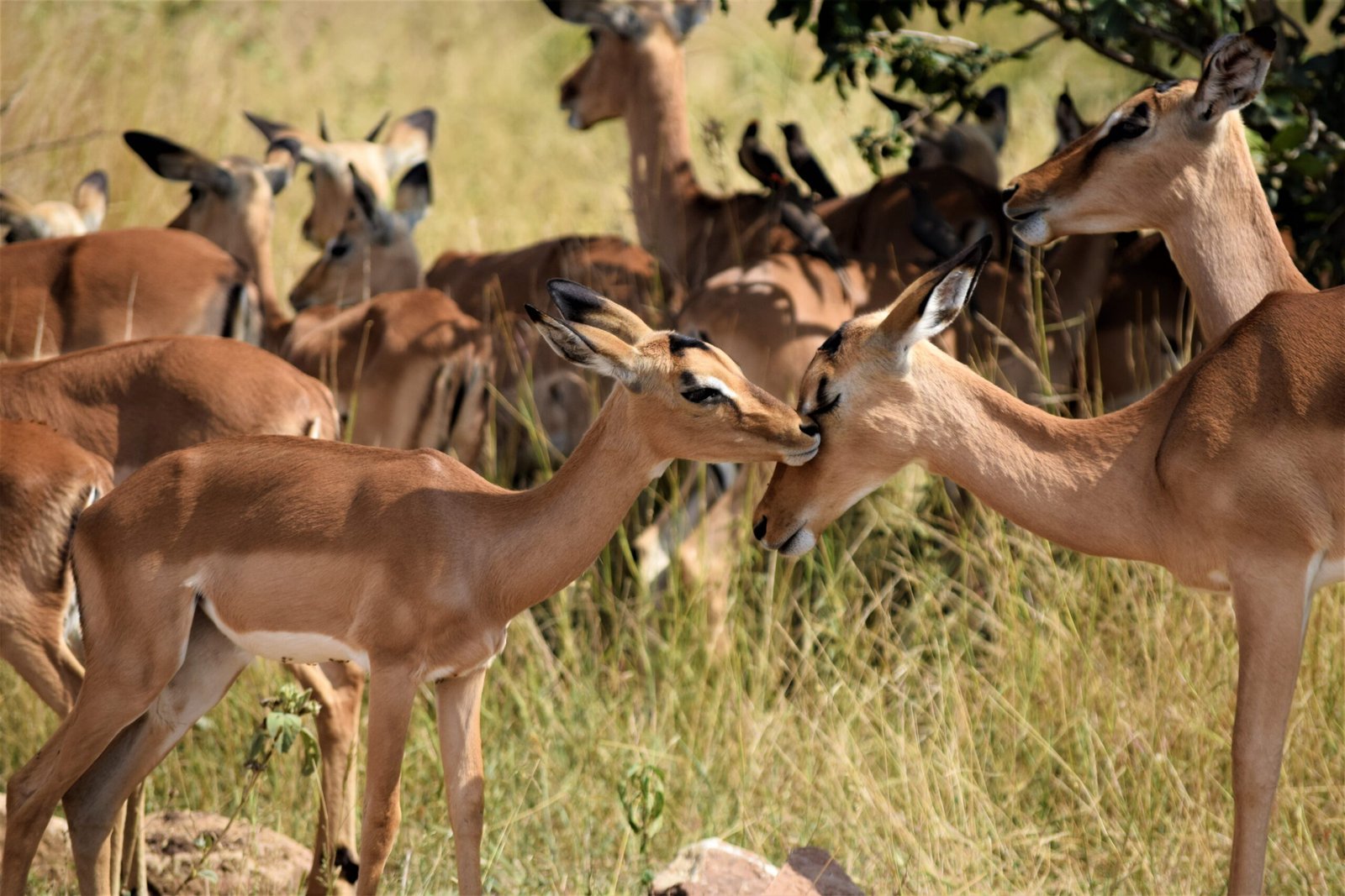 close shot baby deer near its mother dry grassy field with blurred scaled