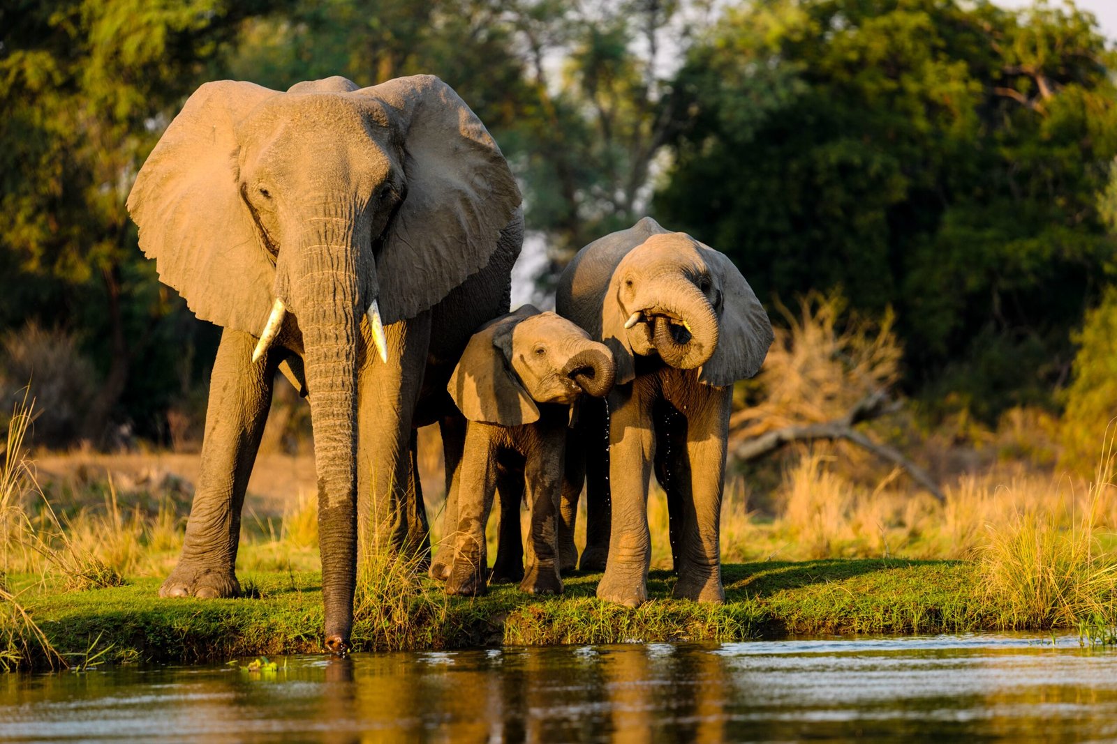 closeup shot elephants standing near lake sunset scaled